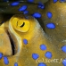 ray_bluespotted_crci_mb_h_0123_png1918.jpg